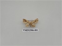 藏品(尺蛾711)的圖片